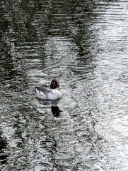 Bucephala