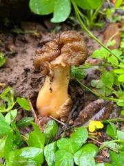 Morchellaceae