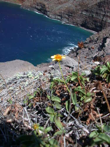 Bidens mauiensis observed 2003-11-04