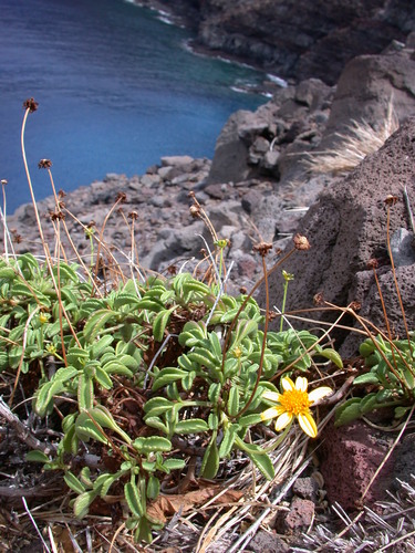 Bidens mauiensis observed 2003-08-26