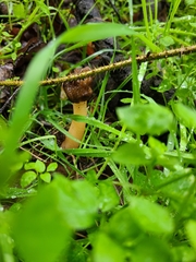 Morchellaceae