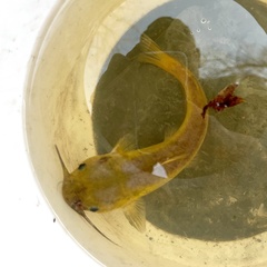 Ameiurus brunneus
