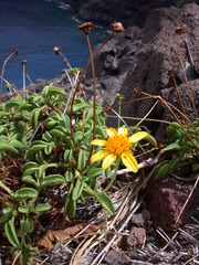 Bidens mauiensis