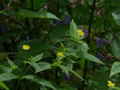Wedelia urticaefolia