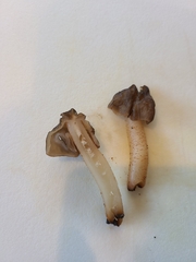 Morchellaceae