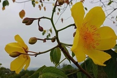 Cochlospermum
