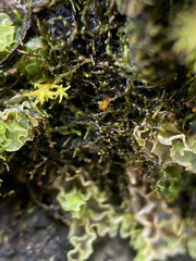 Cephaloziella