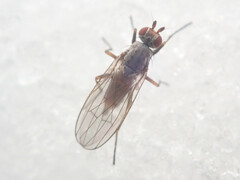 Heteromyzinae