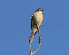 Greater Pewee photo 4
