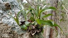 Prosthechea boothiana