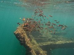 Thalassoma lucasanum