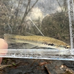 Fundulus olivaceus