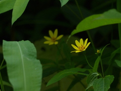 Wedelia urticaefolia