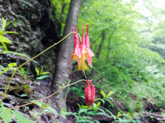 Aquilegia canadensis