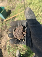 Anaxyrus fowleri