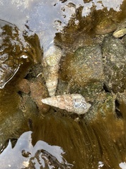 Batillaria attramentaria
