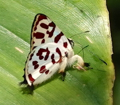 Anteros bracteata