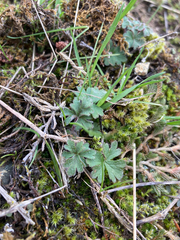 Lithophragma parviflorum
