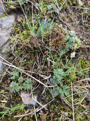 Lithophragma parviflorum
