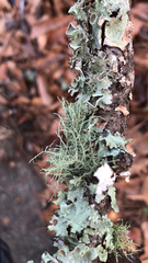 Usnea strigosa