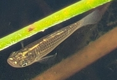 Gambusia holbrooki