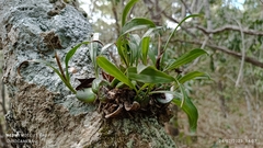 Prosthechea boothiana