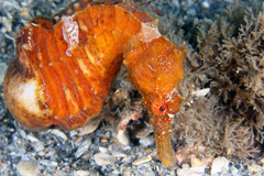 Longsnout Seahorse photo 3