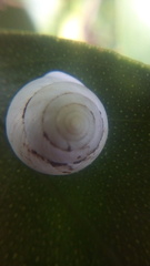 Helicina orbiculata