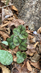 Hepatica
