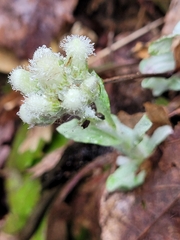 Antennaria parlinii
