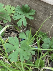Geranium dissectum