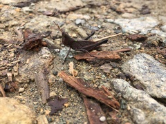 Maculiparia rotundata