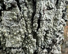 Pertusaria epixantha