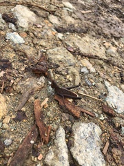 Maculiparia rotundata