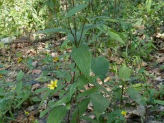 Wedelia urticaefolia