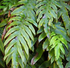 Blechnum colensoi