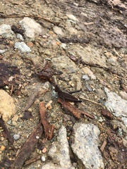 Maculiparia rotundata