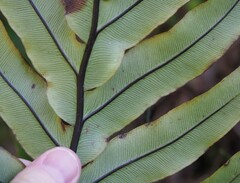 Blechnum colensoi