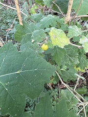 Solanum viarum