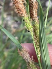 Carex emoryi
