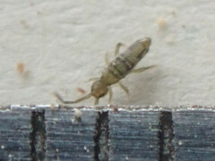 Entomobrya nivalis