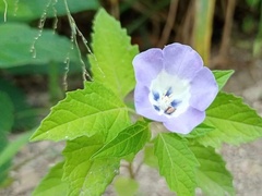 Nicandra physalodes