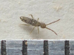 Entomobrya nivalis