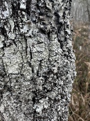 Pertusaria epixantha