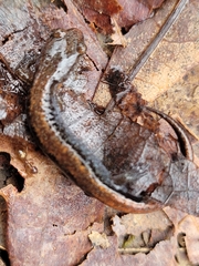 Plethodon ventralis