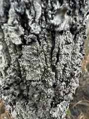 Pertusaria epixantha