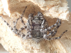 Philodromus margaritatus