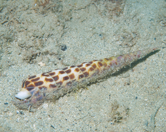 Terebra achates