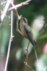 Phaethornis longirostris