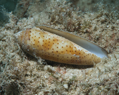 Conus nussatella